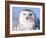 Snowy Owl, Female, Scotland, UK-Niall Benvie-Framed Photographic Print