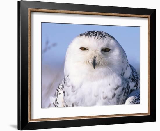 Snowy Owl, Female, Scotland, UK-Niall Benvie-Framed Photographic Print