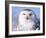 Snowy Owl, Female, Scotland, UK-Niall Benvie-Framed Photographic Print