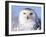 Snowy Owl, Female, Scotland, UK-Niall Benvie-Framed Photographic Print