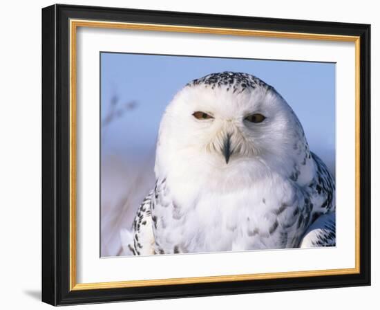 Snowy Owl, Female, Scotland, UK-Niall Benvie-Framed Photographic Print