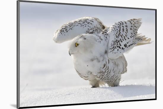 Snowy Owl Flap Wings-Stanislav Duben-Mounted Photographic Print