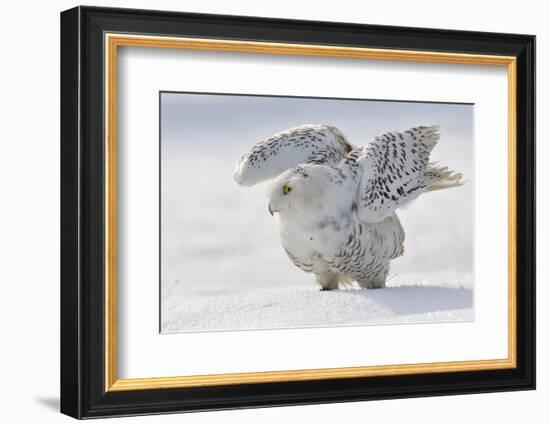 Snowy Owl Flap Wings-Stanislav Duben-Framed Photographic Print