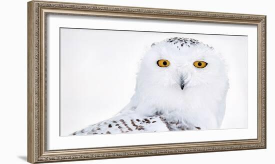 Snowy owl head portrait,  Canada-Markus Varesvuo-Framed Photographic Print