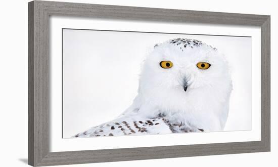 Snowy owl head portrait,  Canada-Markus Varesvuo-Framed Photographic Print