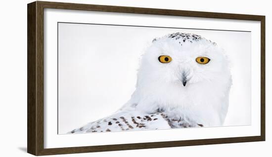 Snowy owl head portrait,  Canada-Markus Varesvuo-Framed Photographic Print