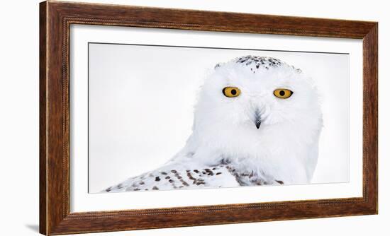 Snowy owl head portrait,  Canada-Markus Varesvuo-Framed Photographic Print