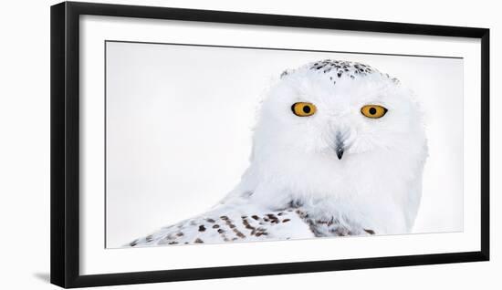 Snowy owl head portrait,  Canada-Markus Varesvuo-Framed Photographic Print