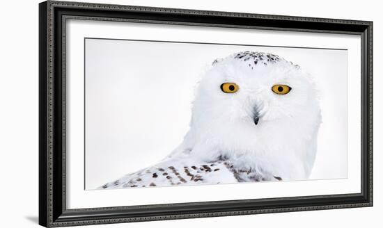 Snowy owl head portrait,  Canada-Markus Varesvuo-Framed Photographic Print