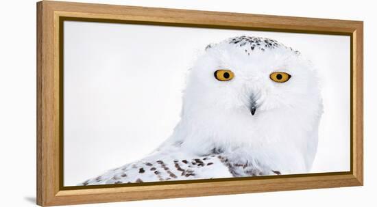 Snowy owl head portrait,  Canada-Markus Varesvuo-Framed Premier Image Canvas