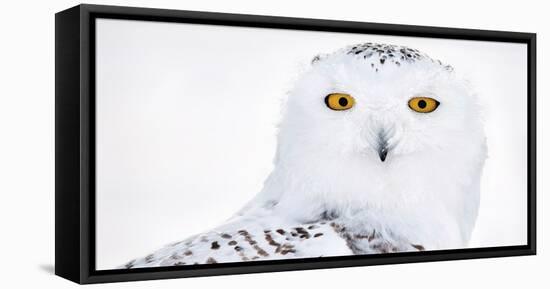 Snowy owl head portrait,  Canada-Markus Varesvuo-Framed Premier Image Canvas