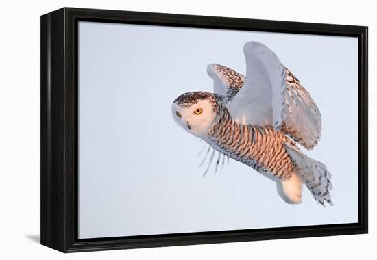 Snowy owl in flight, Canada-Markus Varesvuo-Framed Premier Image Canvas