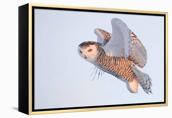 Snowy owl in flight, Canada-Markus Varesvuo-Framed Premier Image Canvas