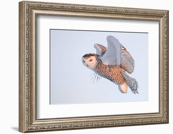 Snowy owl in flight, Canada-Markus Varesvuo-Framed Photographic Print