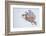 Snowy owl in flight, Canada-Markus Varesvuo-Framed Photographic Print