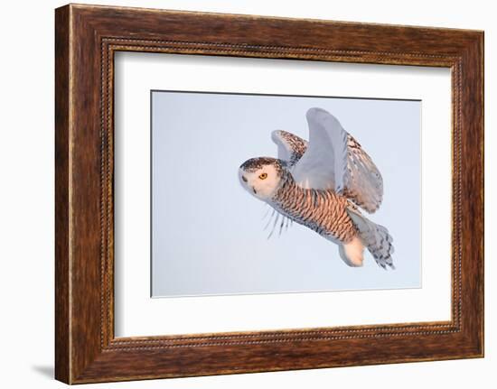 Snowy owl in flight, Canada-Markus Varesvuo-Framed Photographic Print