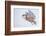 Snowy owl in flight, Canada-Markus Varesvuo-Framed Photographic Print