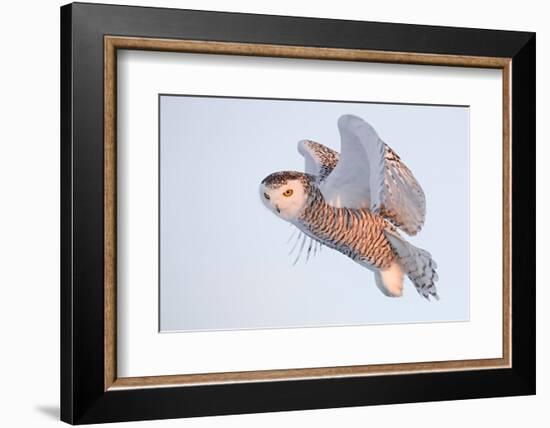 Snowy owl in flight, Canada-Markus Varesvuo-Framed Photographic Print