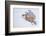 Snowy owl in flight, Canada-Markus Varesvuo-Framed Photographic Print