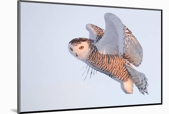 Snowy owl in flight, Canada-Markus Varesvuo-Mounted Photographic Print