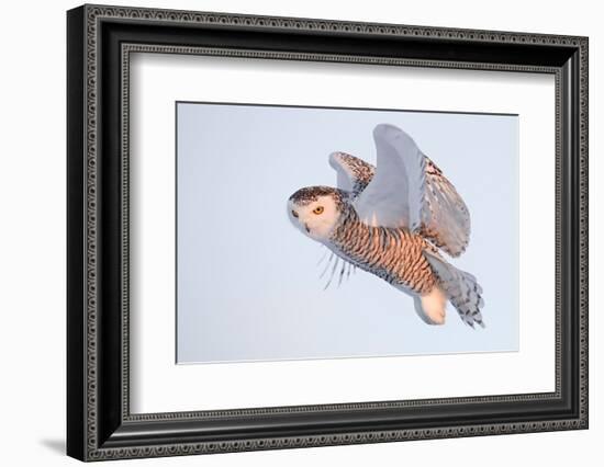 Snowy owl in flight, Canada-Markus Varesvuo-Framed Photographic Print