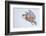 Snowy owl in flight, Canada-Markus Varesvuo-Framed Photographic Print