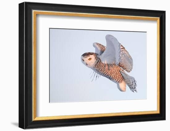 Snowy owl in flight, Canada-Markus Varesvuo-Framed Photographic Print