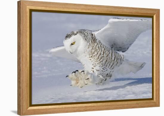 Snowy Owl in Flight-null-Framed Premier Image Canvas