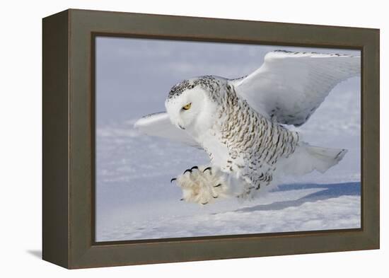 Snowy Owl in Flight-null-Framed Premier Image Canvas