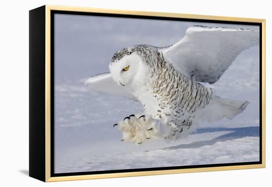 Snowy Owl in Flight-null-Framed Premier Image Canvas