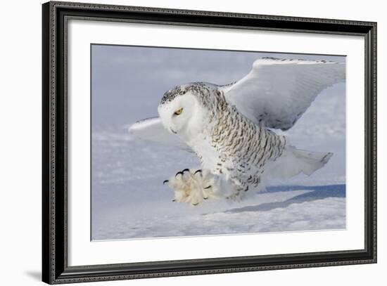 Snowy Owl in Flight-null-Framed Photographic Print