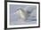 Snowy Owl in Flight-null-Framed Photographic Print