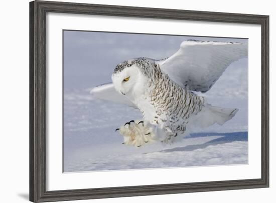 Snowy Owl in Flight-null-Framed Photographic Print