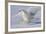Snowy Owl in Flight-null-Framed Photographic Print