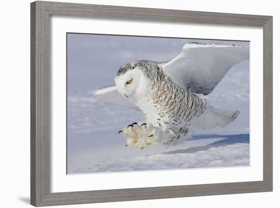 Snowy Owl in Flight-null-Framed Photographic Print