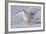 Snowy Owl in Flight-null-Framed Photographic Print