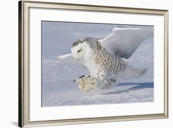 Snowy Owl in Flight-null-Framed Photographic Print