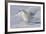 Snowy Owl in Flight-null-Framed Photographic Print