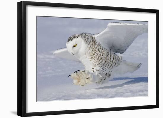 Snowy Owl in Flight-null-Framed Photographic Print