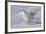 Snowy Owl in Flight-null-Framed Photographic Print