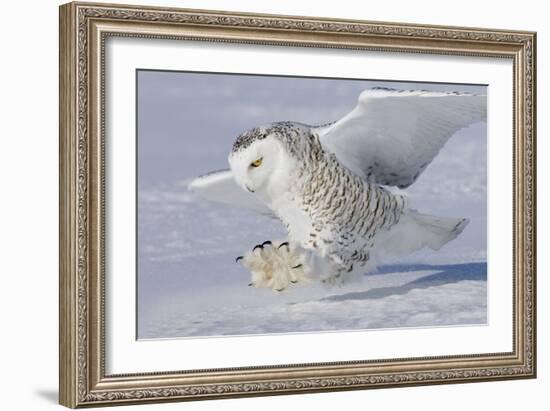 Snowy Owl in Flight-null-Framed Photographic Print