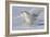 Snowy Owl in Flight-null-Framed Photographic Print