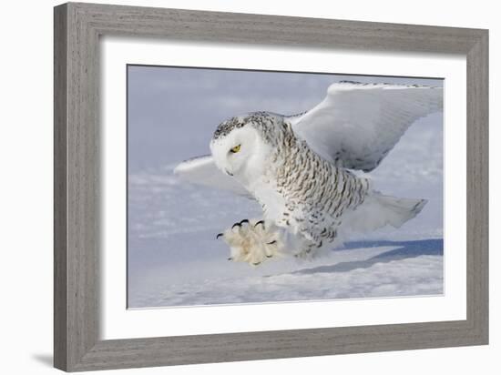 Snowy Owl in Flight-null-Framed Photographic Print