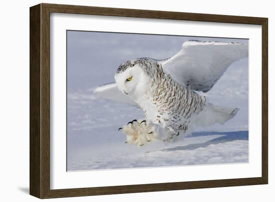 Snowy Owl in Flight-null-Framed Photographic Print