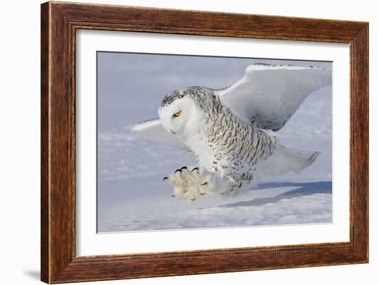 Snowy Owl in Flight-null-Framed Photographic Print
