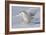 Snowy Owl in Flight-null-Framed Photographic Print