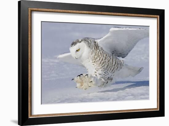 Snowy Owl in Flight-null-Framed Photographic Print