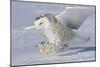 Snowy Owl in Flight-null-Mounted Photographic Print