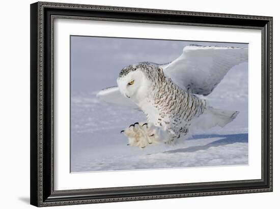 Snowy Owl in Flight-null-Framed Photographic Print