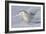 Snowy Owl in Flight-null-Framed Photographic Print